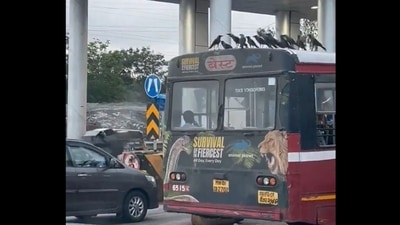 Mumbai: Crows sitting on the roof of the BEST bus. (X/@krownnist) Mumbai: Crows sitting on the roof of the BEST bus. (X/@krownnist)