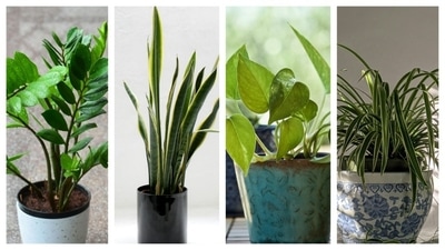 These no-nonsense plants will make you proud. These no-nonsense plants will make you proud.