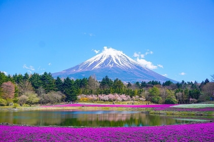 Unwind in the laps of Mount Fuji and the beautiful flowers. (Pixabay) Unwind in the laps of Mount Fuji and the beautiful flowers. (Pixabay)