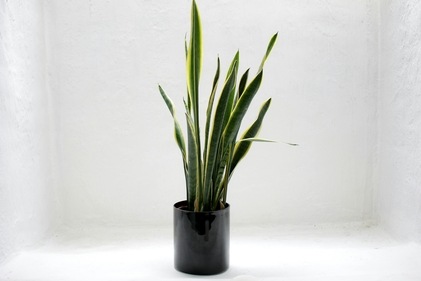 Snake plants can grow really tall. (Pexels) Snake plants can grow really tall. (Pexels)