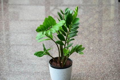 ZZ plants naturally maintain their shape. (Pexels) ZZ plants naturally maintain their shape. (Pexels)