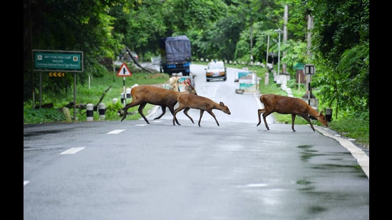 Nagaon, Jul 01 (ANI): A herd of Deer cross a National Highway at the flood affected Kaziranga National Park near Burapahar range, in Nagaon on Monday. (ANI Photo) (Anuwar Hazarika)