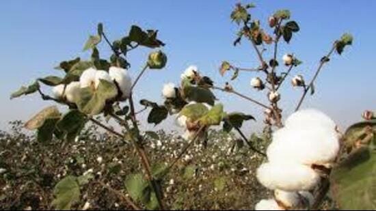 Punjab agriculture and farmers welfare minister Gurmeet Singh Khudian on Thursday sought Union agriculture minister Shivraj Singh Chouhan’s intervention to speed up the research and grant of approval to the next generation BG-3 cotton seeds. (HT File)