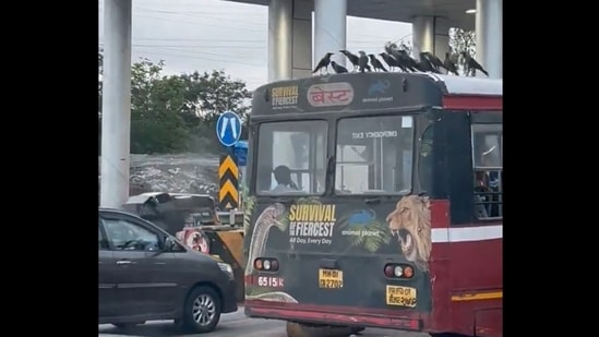 Mumbai: Crows sitting on the roof of the BEST bus. (X/@krownnist)