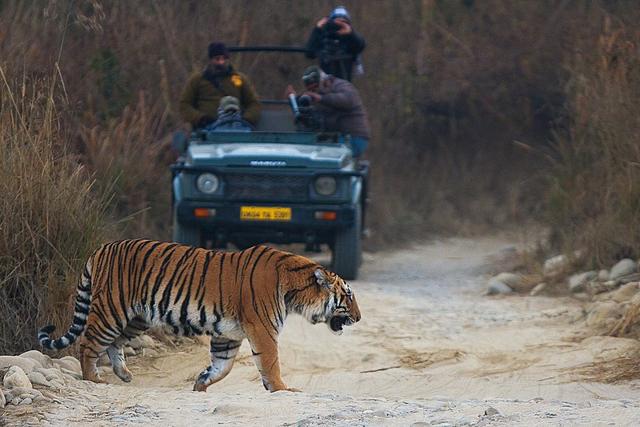 A tiger in Corbett National Park (HT Pic) A tiger in Corbett National Park (HT Pic)