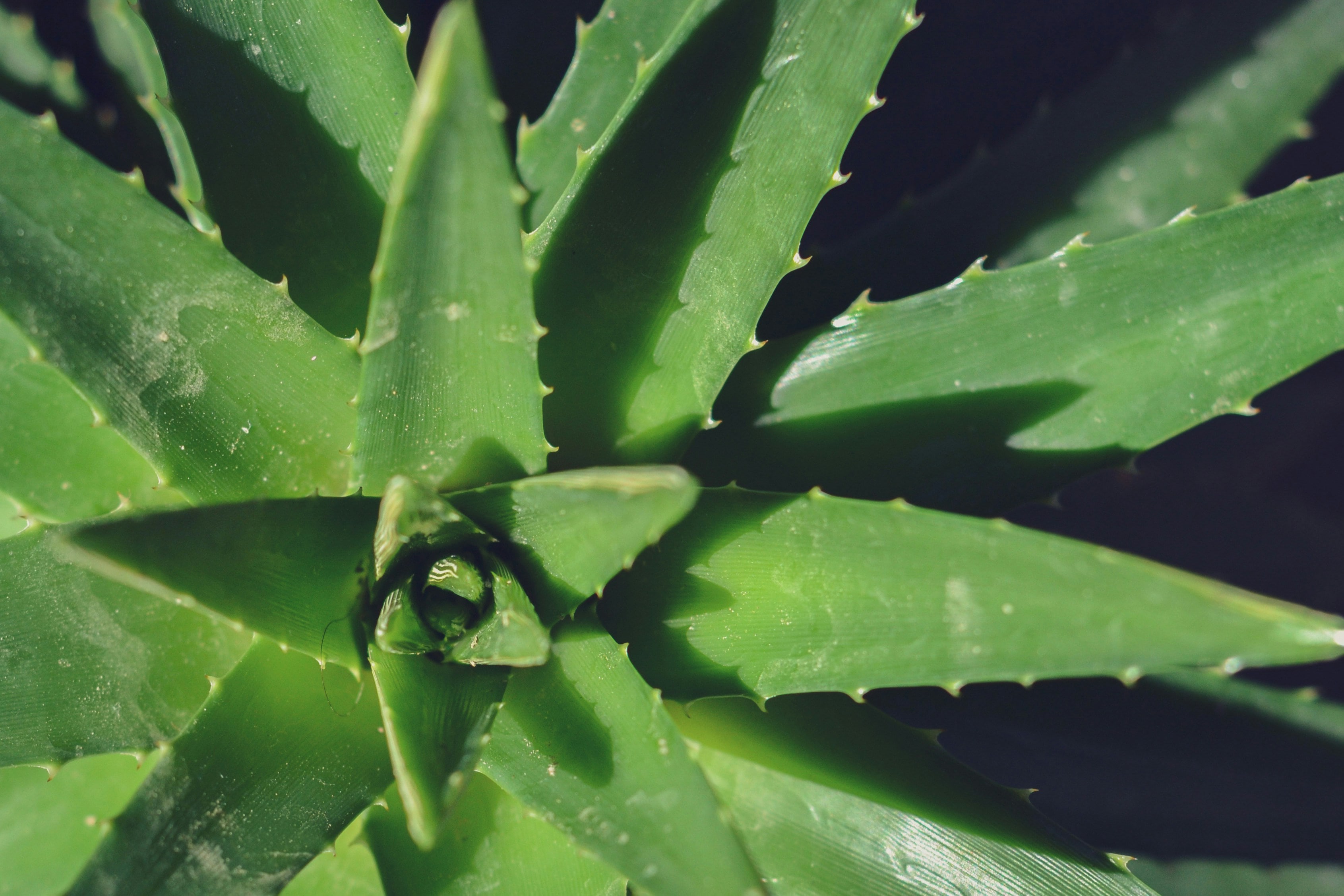 You can go on a trip without worrying about your Aloe Vera plant. It can survive days without water.