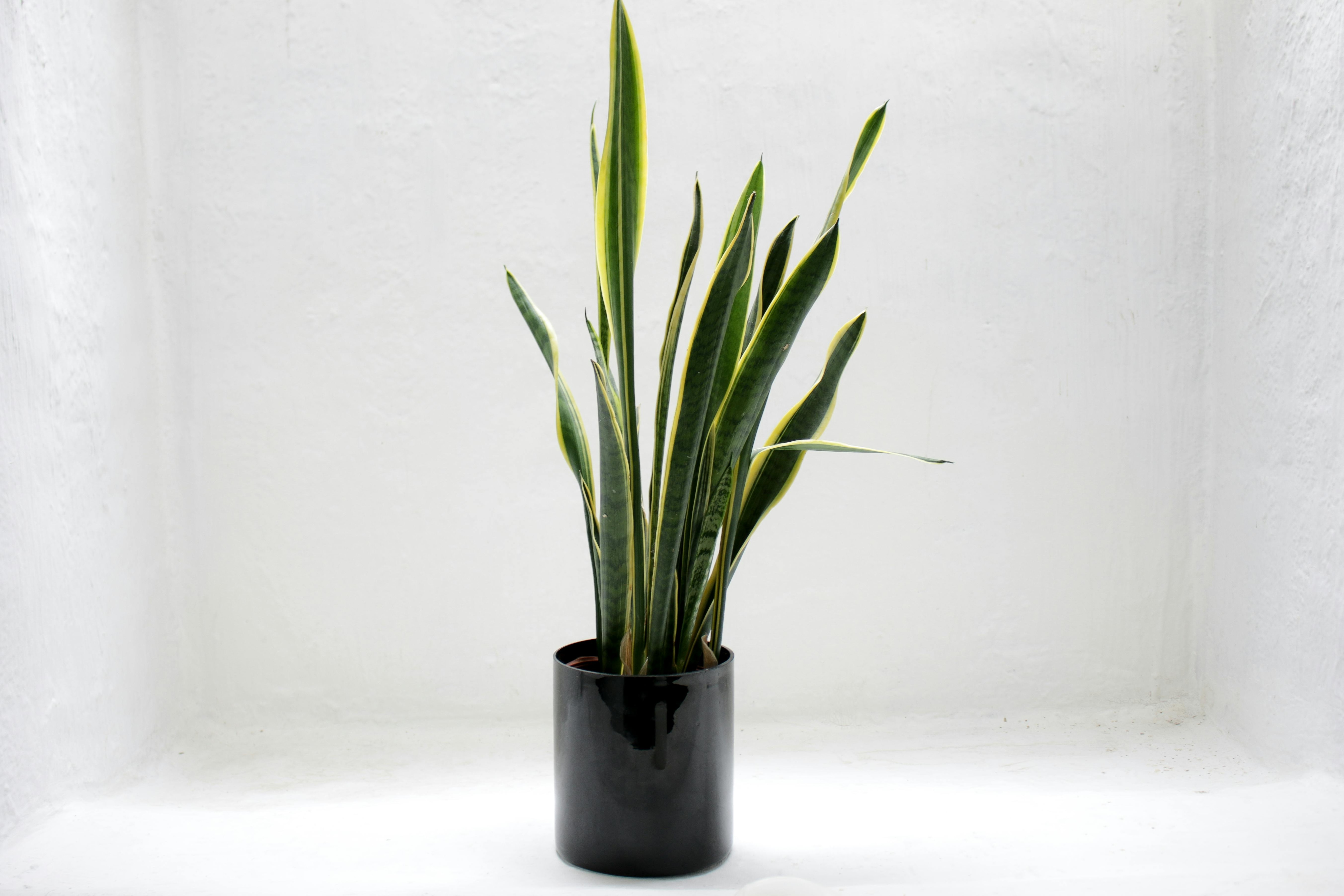 Snake plants can grow really tall. 