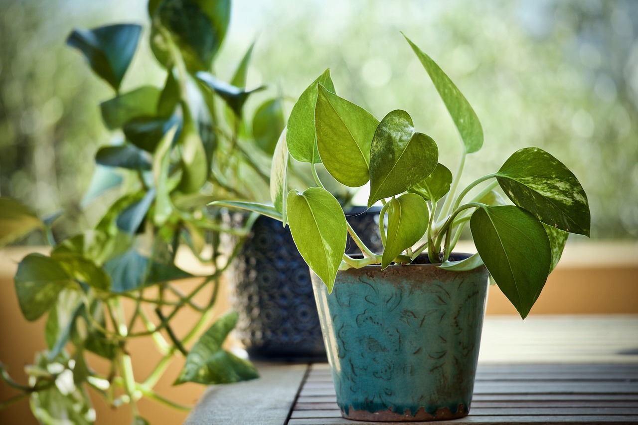 Golden Pothos is a fast-growing plant.