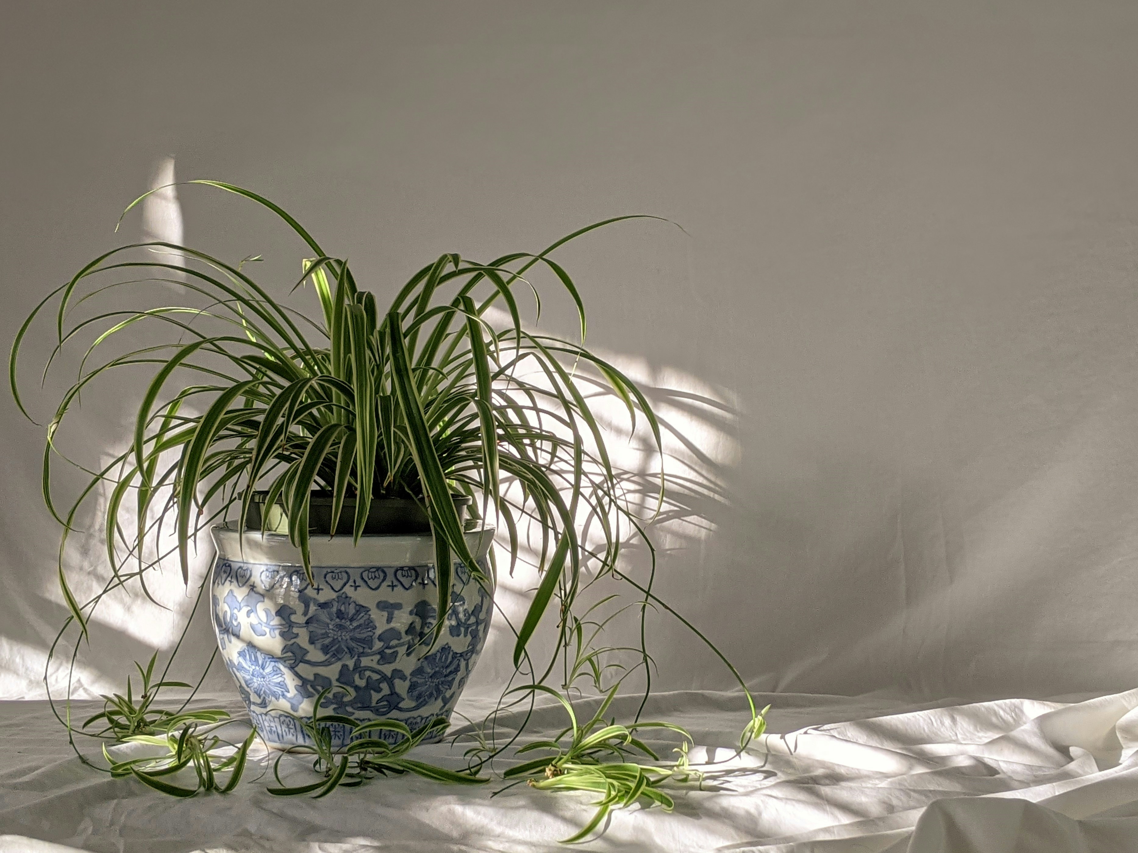 Spider plants have long, curling leaves that sprout baby spider plants.