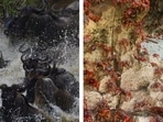 Animals of different species, all across the ecosystems, migrate in large herds. 