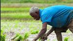 A new study shows that subsidies are heavily skewed towards rice. (AFP) A new study shows that subsidies are heavily skewed towards rice. (AFP)