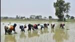 Farm workers sowing paddy in a field in Amritsar. (HT Photo) Farm workers sowing paddy in a field in Amritsar. (HT Photo)