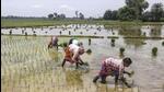 Farmers plant paddy saplings in a field, near Balurghat in Dakshin Dinajpur district on July 19. (PTI) Farmers plant paddy saplings in a field, near Balurghat in Dakshin Dinajpur district on July 19. (PTI)