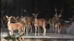 In June 2023, CZA’s technical committee approved the translocation of approximately 600 deer after cancelling DDA’s licence to run the park as a mini zoo. (Representative photo/HT Archive) In June 2023, CZA’s technical committee approved the translocation of approximately 600 deer after cancelling DDA’s licence to run the park as a mini zoo. (Representative photo/HT Archive)