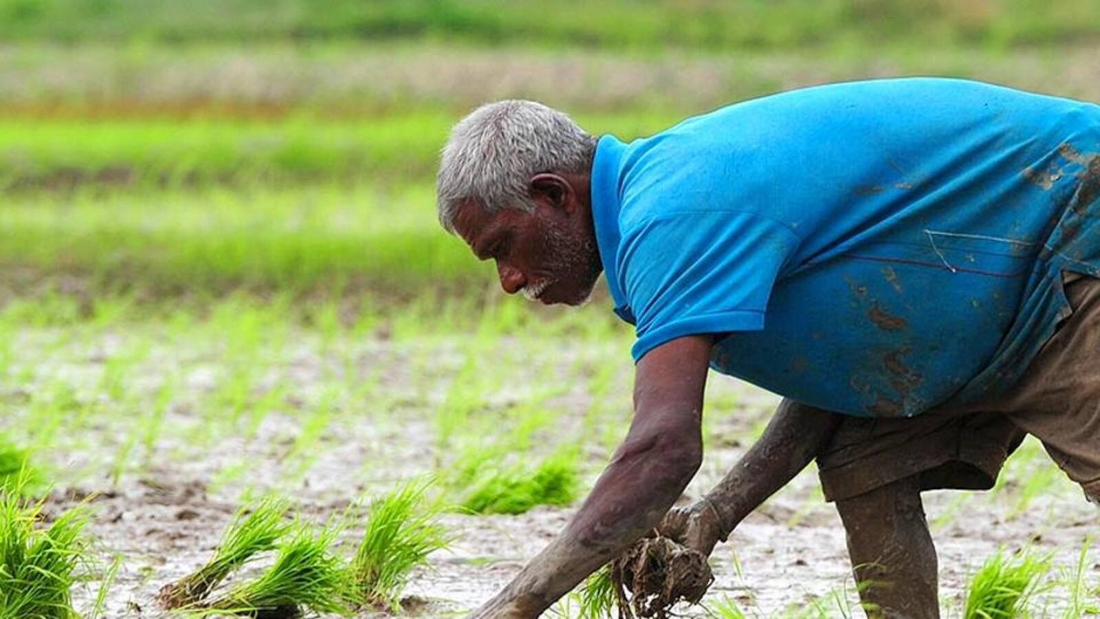 Skewed subsidies make paddy most profitable