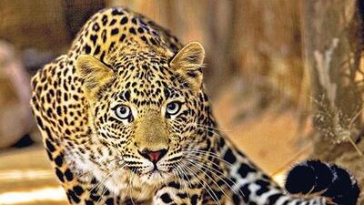As per the data, around 432 people have lost their lives in tiger attacks in the last five years and 90 people have lost their lives in leopard-dominant areas. (REPRESENTATIVE PHOTO) As per the data, around 432 people have lost their lives in tiger attacks in the last five years and 90 people have lost their lives in leopard-dominant areas. (REPRESENTATIVE PHOTO)