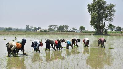 Farm workers sowing paddy in a field in Amritsar. (HT Photo)