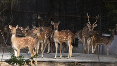In June 2023, CZA’s technical committee approved the translocation of approximately 600 deer after cancelling DDA’s licence to run the park as a mini zoo. (Representative photo/HT Archive) In June 2023, CZA’s technical committee approved the translocation of approximately 600 deer after cancelling DDA’s licence to run the park as a mini zoo. (Representative photo/HT Archive)