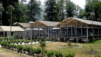 Most of Himachal’ fish farms were affected by flooding last year. (File) Most of Himachal’ fish farms were affected by flooding last year. (File)