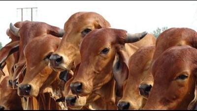 The case pertains to violations alleged by petitioners. (Representative photo)