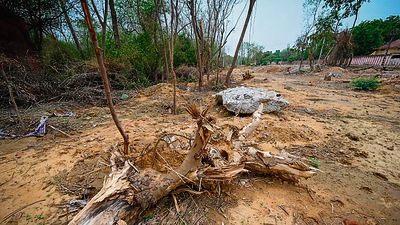 The top court recently constituted a committee of three experts along with a team from Forest Survey of India (FSI) to determine the total number of trees cut. This report is still awaited. (HT Photo) The top court recently constituted a committee of three experts along with a team from Forest Survey of India (FSI) to determine the total number of trees cut. This report is still awaited. (HT Photo)
