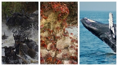 Animals of different species, all across the ecosystems, migrate in large herds. Animals of different species, all across the ecosystems, migrate in large herds.