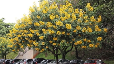 "Senna spectabilis has been introduced into many other countries in the past, but for a very different reason," (Leandro R. M. de Marco/Wikimedia Commons) "Senna spectabilis has been introduced into many other countries in the past, but for a very different reason," (Leandro R. M. de Marco/Wikimedia Commons)