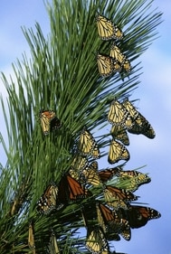 Monarch butterflies travel to warm climates during breeding season. (Pixabay) Monarch butterflies travel to warm climates during breeding season. (Pixabay)