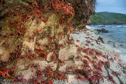 Australia's Christmas Island becomes crimson with crabs crawling all over the beach. Australia's Christmas Island becomes crimson with crabs crawling all over the beach.