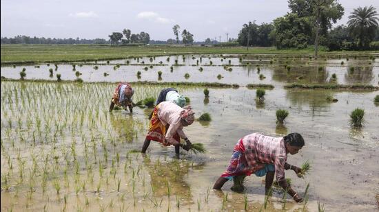 Farmers plant paddy saplings in a field, near Balurghat in Dakshin Dinajpur district on July 19. (PTI)