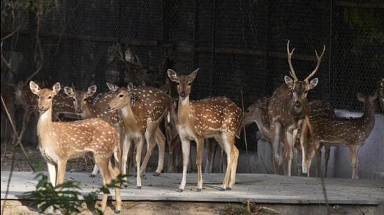 In June 2023, CZA’s technical committee approved the translocation of approximately 600 deer after cancelling DDA’s licence to run the park as a mini zoo. (Representative photo/HT Archive)