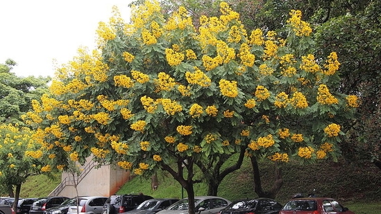 "Senna spectabilis has been introduced into many other countries in the past, but for a very different reason,"(Leandro R. M. de Marco/Wikimedia Commons)