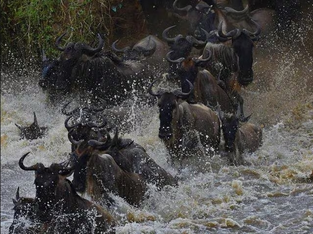 Great African migration is the biggest migration ever, of such a large scale. (Google Image)