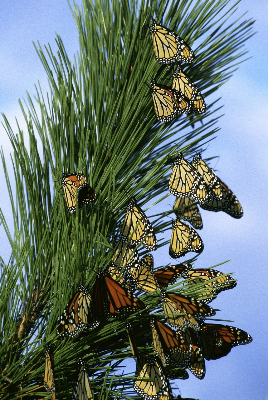 Monarch butterflies travel to warm climates during breeding season.