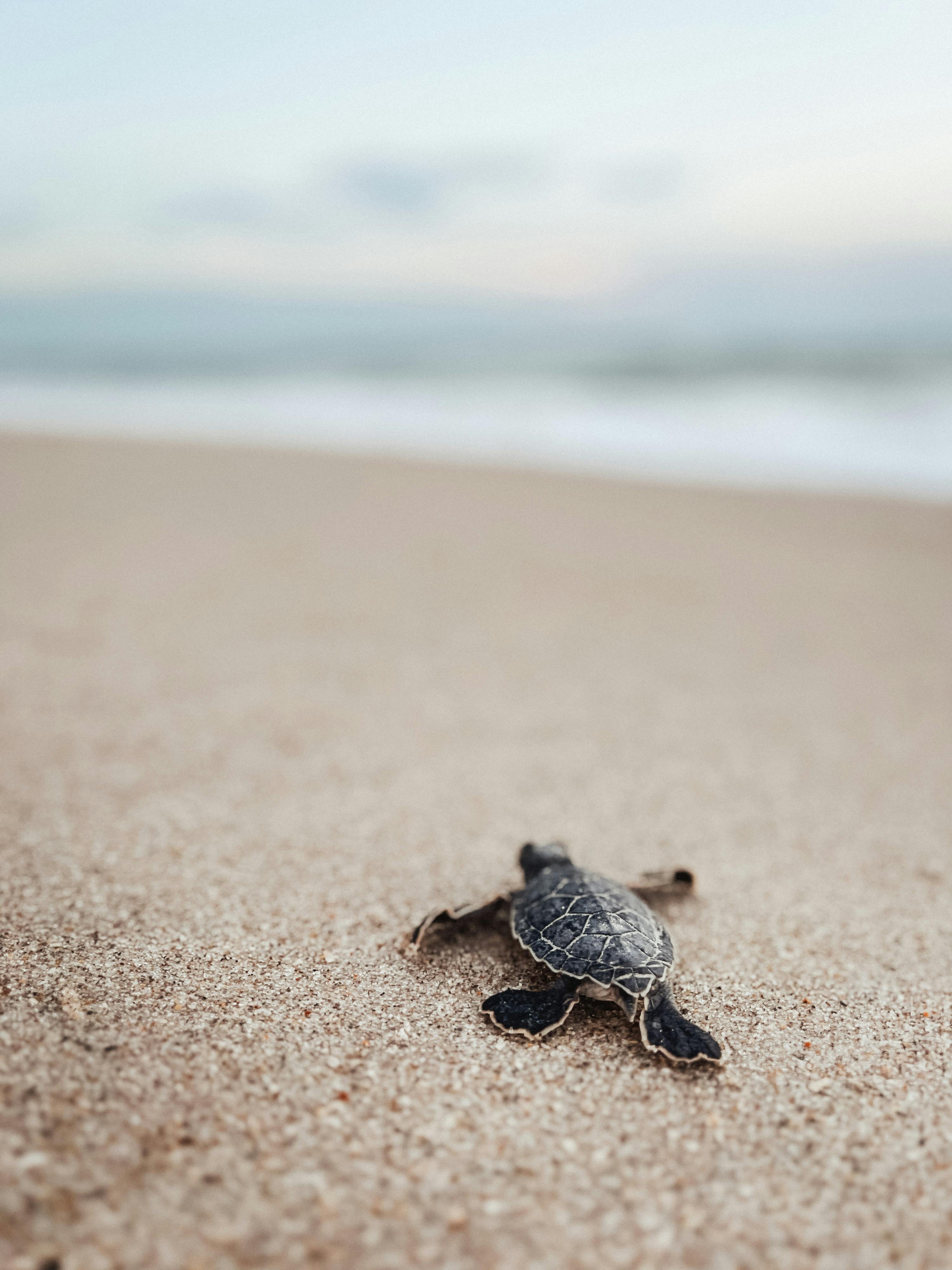 Sea turtles must brave predators like crabs and seagulls and reach the ocean safely. 