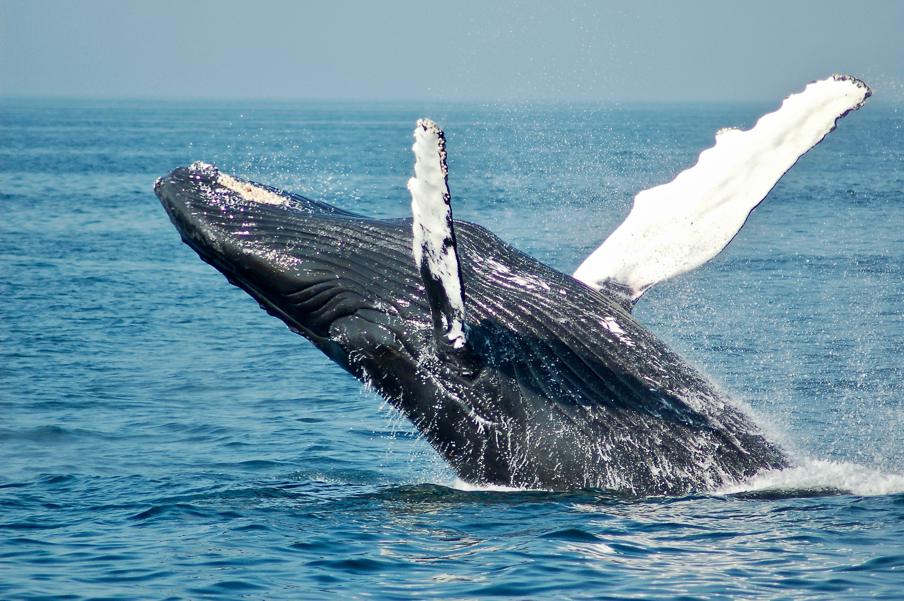 Humpback whales have the longest migration. (Unsplash)