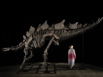 Apex is the largest stegosaurus ever found, as per Sotheby’s(Instagram/@guinnessworldrecords) Apex is the largest stegosaurus ever found, as per Sotheby’s(Instagram/@guinnessworldrecords)