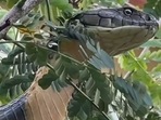 A 12-foot king cobra spotted in Karnataka(Instagram/@ajay_v_giri) A 12-foot king cobra spotted in Karnataka(Instagram/@ajay_v_giri)