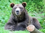 A 72-year-old Montana man shot and killed a grizzly bear in self-defence