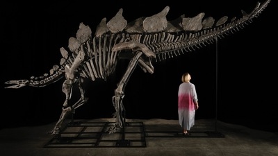Apex is the largest stegosaurus ever found, as per Sotheby’s (Instagram/@guinnessworldrecords) Apex is the largest stegosaurus ever found, as per Sotheby’s (Instagram/@guinnessworldrecords)