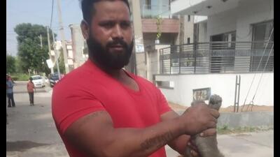 A notorious monkey that had bitten about 50 people in Panchkula was finally captured. (MOHAMMAD ALI)