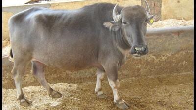 Bhadawari buffalo is one of the unique breeds having a very high milk fat percentage of up to 13%, compared to other buffalo breeds available in India. (HT Photo) Bhadawari buffalo is one of the unique breeds having a very high milk fat percentage of up to 13%, compared to other buffalo breeds available in India. (HT Photo)