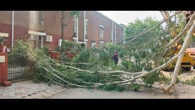 The branch from the tree located on the Model Girls Senior Secondary School’s back fell off and got entangled in the power cables in front of House No. 1446, Sector 20-B, Chandigarh. (HT Photo) The branch from the tree located on the Model Girls Senior Secondary School’s back fell off and got entangled in the power cables in front of House No. 1446, Sector 20-B, Chandigarh. (HT Photo)