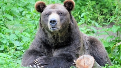 A 72-year-old Montana man shot and killed a grizzly bear in self-defence (Representational Image) A 72-year-old Montana man shot and killed a grizzly bear in self-defence (Representational Image)