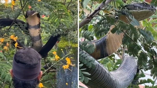 A 12-foot king cobra spotted in Karnataka(Instagram/@ajay_v_giri)
