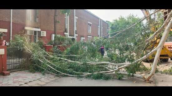 The branch from the tree located on the Model Girls Senior Secondary School’s back fell off and got entangled in the power cables in front of House No. 1446, Sector 20-B, Chandigarh. (HT Photo) The branch from the tree located on the Model Girls Senior Secondary School’s back fell off and got entangled in the power cables in front of House No. 1446, Sector 20-B, Chandigarh. (HT Photo)