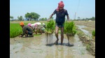 Farmers plant paddy saplings in a field. (PTI) Farmers plant paddy saplings in a field. (PTI)