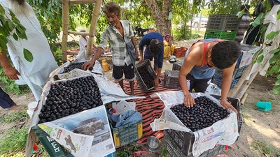 A cluster of about five villages from Fazilka and Muktsar districts have emerged as a horticulture model by earning an additional income from jamun cultivation, a fruit that hardly needs any investment. (Sanjeev Kumar/HT) A cluster of about five villages from Fazilka and Muktsar districts have emerged as a horticulture model by earning an additional income from jamun cultivation, a fruit that hardly needs any investment. (Sanjeev Kumar/HT)