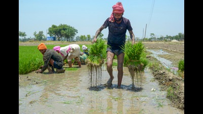 Farmers plant paddy saplings in a field. (PTI) Farmers plant paddy saplings in a field. (PTI)