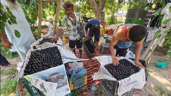 A cluster of about five villages from Fazilka and Muktsar districts have emerged as a horticulture model by earning an additional income from jamun cultivation, a fruit that hardly needs any investment. (Sanjeev Kumar/HT)